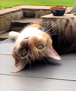 The Boss, picture of my cat Luna looking up